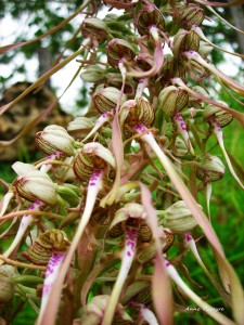 5 Orchidée sur le plateau de l'Aubrac   